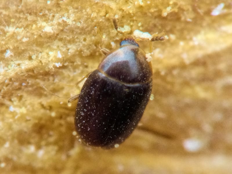 Arthrolips obscura (C.R. Sahlberg, 1833)